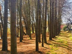 -上海海湾国家森林公园