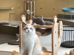 -飞行喵MR PILOT|猫舍·猫咖(静安大融城店)