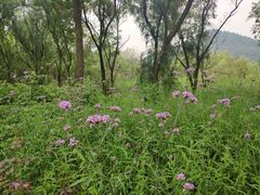 -西湖风景区-江洋畈生态公园
