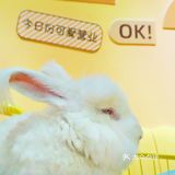 厦门探店 | 兔兔那么可爱，快来撸它！