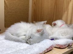 -老吴的猫·猫舍(新区店)