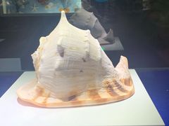 -贝壳王国博物馆