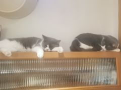 -是阿柴呀！柴犬咖啡·爱喵喵猫咖