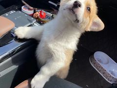 -长宁东道花卉宠物市场