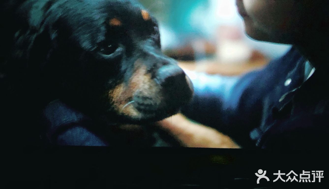 因为家里养宠物的原因，所以特别喜爱小动物