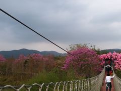 -天适樱花悠乐园
