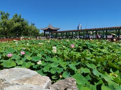 -莲花池公园