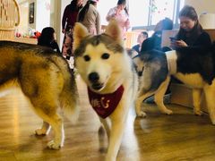 -Husky Go! 哈士奇体验馆·宠物咖啡厅狗咖