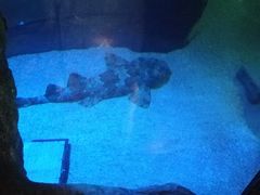 -悉尼海洋生物水族馆