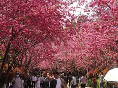 -洛龙公园