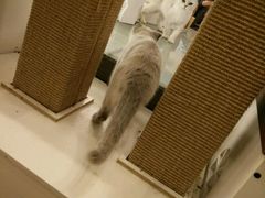 -萌喵宠狗爱心宠咖