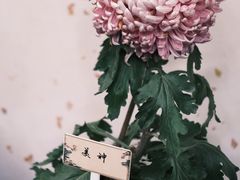 -杭州植物园