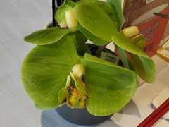 -新雅粤菜馆(南京东路店)