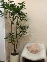 -颜和骨正·明哲式骨相美学整骨
