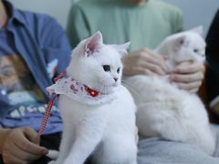 -lincat·猫舍(广州店)