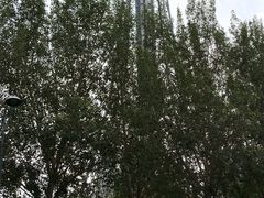 -龙塔