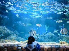 -华夏文旅海洋公园