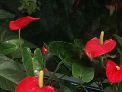 -浙江西子宾馆·牡丹厅