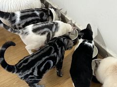 -有喵·猫咖·狗咖·30几只猫10只小狗(岗厦店)