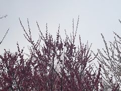 -南京古林公园