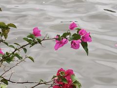 -海心沙亚运公园