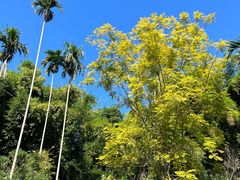 -中国科学院西双版纳热带植物园