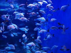 -成都浩海立方海洋公园