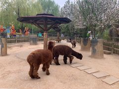 -辛玛王国游乐园