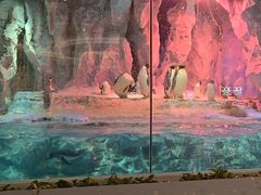 -帝企鹅自助餐厅•儿童岛•真企鹅(长隆企鹅酒店)