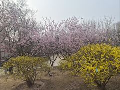 -桃花堤公园