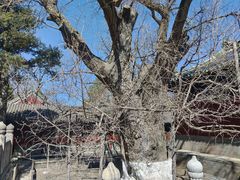-大觉寺-停车场