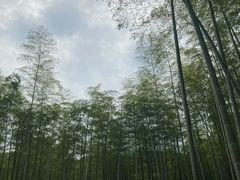 -东明山森林公园