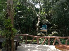 -绿光森林餐厅