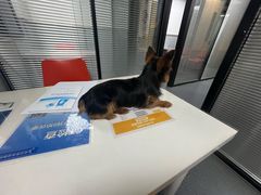 -伟伟宠物医院·CT影像中心·瑞派犬猫综合性门诊(汉口总院)