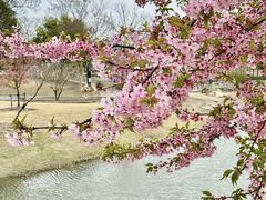 -上海辰山植物园