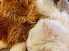 -猫小院猫主题咖啡厅(北锣店)