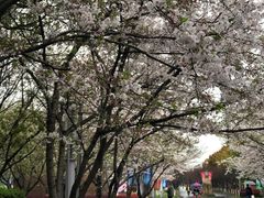 -高东镇樱花园