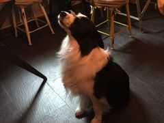 百好乐比萨-百好乐宠物友好餐厅(朝外大街店)