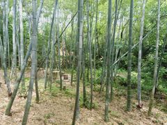 -桃花岛风景旅游区
