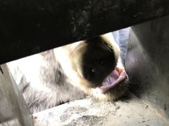 -黑瞎子岛探秘野熊园