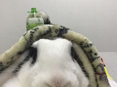 -达爱动物医院·犬猫分区·CT·复杂眼科(远洋山水分院)