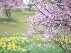 -花开海上生态园