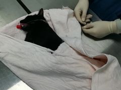 -美美宠物诊疗中心·异宠·骨科(滨江东信分院)