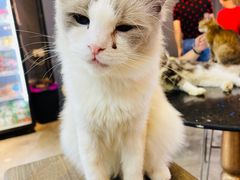 -more than meow吴止猫主题餐厅(承德 中船汇店)