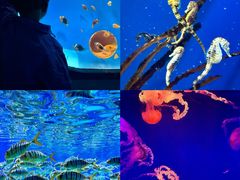 -海合安成都极地海洋公园