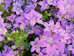 -双季花艺园艺市场(浦东店)