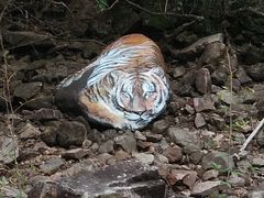 -九龙江国家森林公园