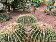 -深圳仙湖植物园