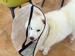 -Let's go狗咖·猫咖·奶狗·桌游(春熙路IFS店)