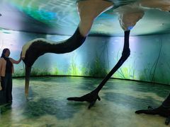 -盐城丹顶鹤湿地生态旅游区